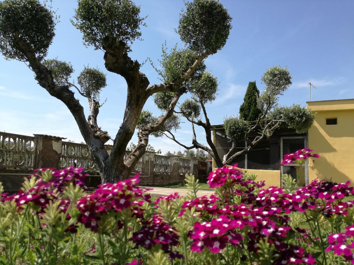 Bed and breakfast Casa Degli Ulivi Nettuno